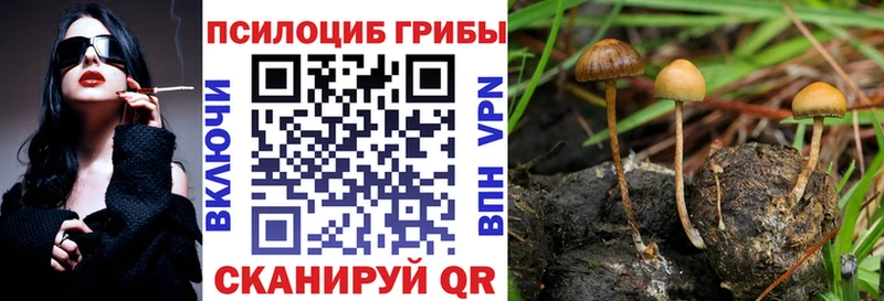 Купить  Шлиссельбург  Псилоцибиновые грибы Psilocybine cubensis 